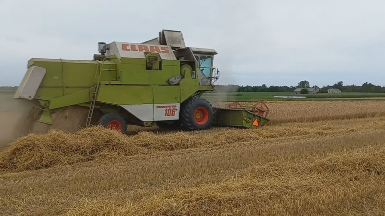 Żniwa 2021 CLAAS DOMINATOR 106 :)