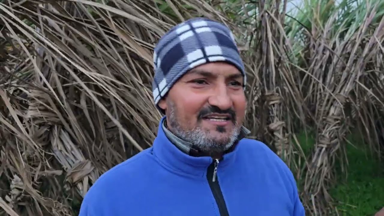 0238 के बाद कुछ दिन यही गन्ना वैरायटी साथ दे सकती है किसान भाइयों का,अगर..