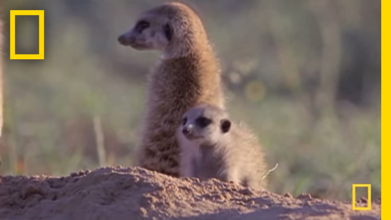 Проделки сурикатов | National Geographic