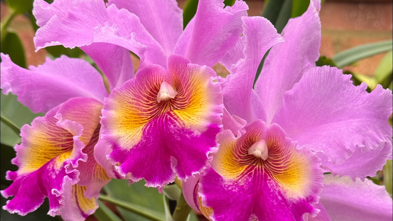 Как далеко может завести обычный фаленопсис из супермаркета 🫣