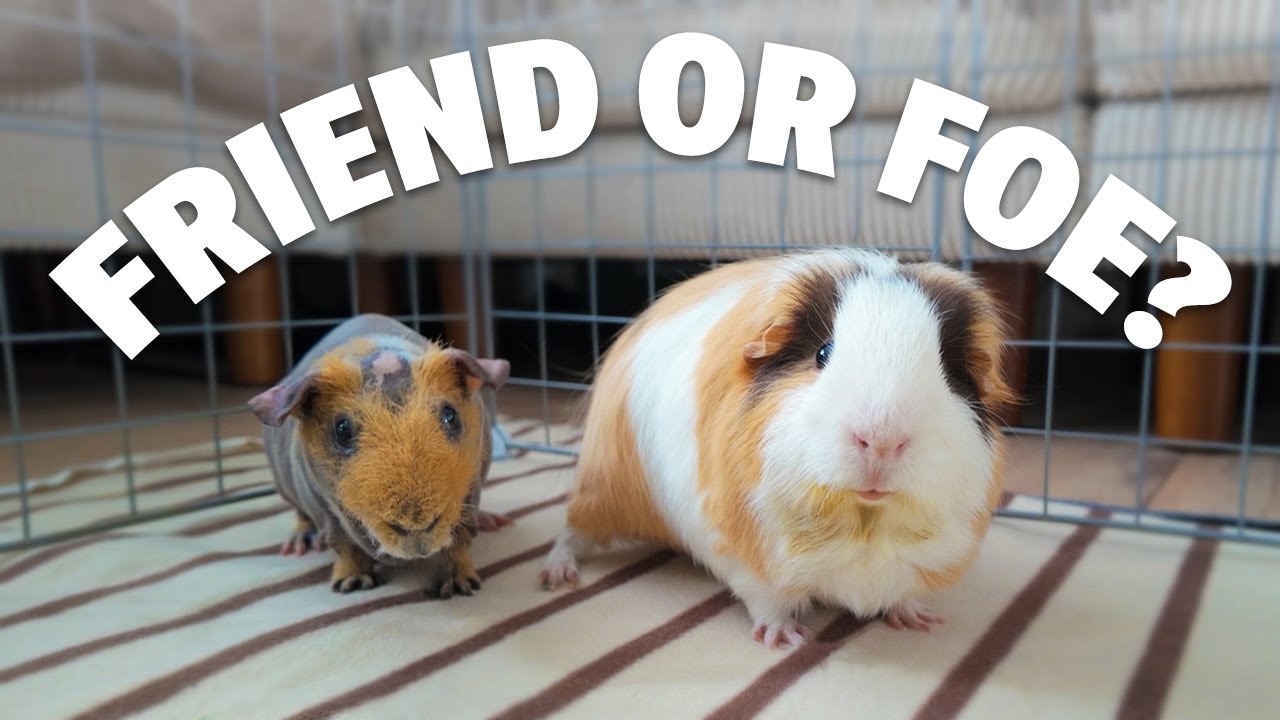 Bonding My Male Guinea Pigs… will this work?