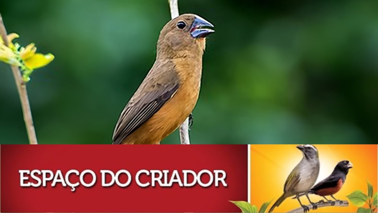 Curió Pardo PRESENTE