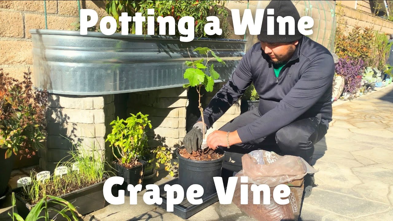 Potting a Wine Grape Vine