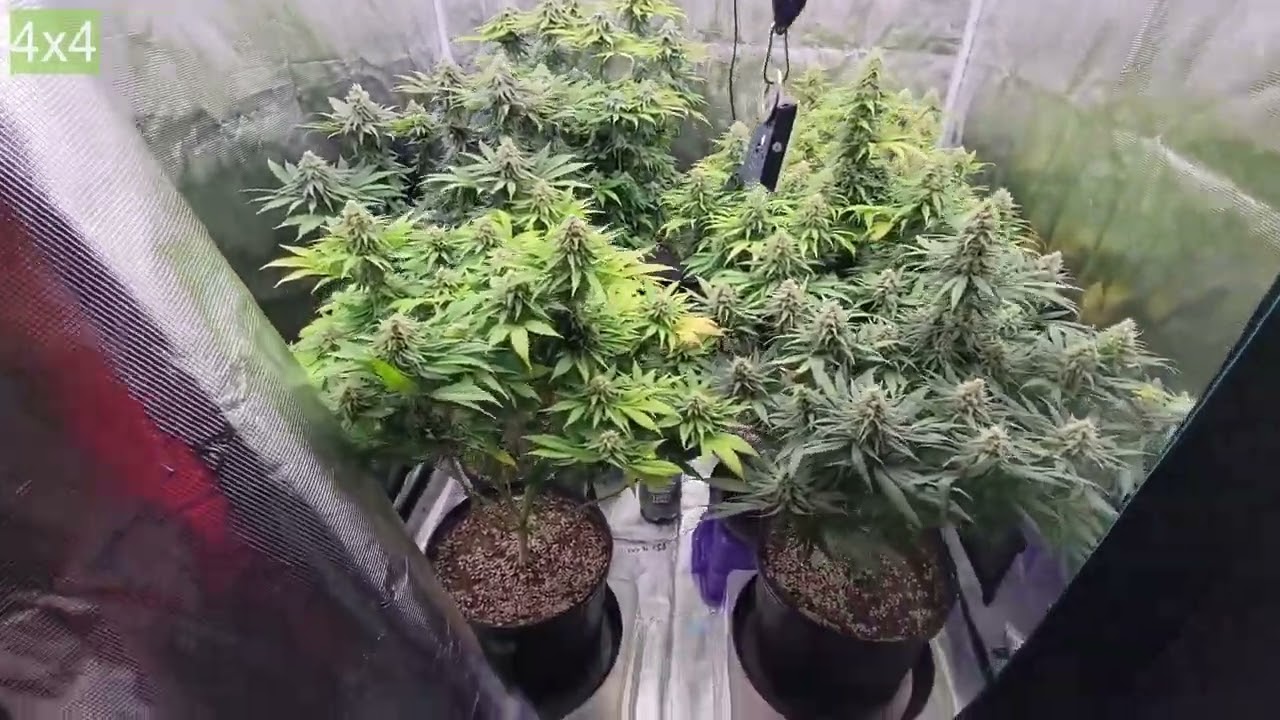 Zoltrix Grower - AUTOFLOWER HARVEST!  OBLIVIOUS GRAPE  #ZOLTRIXGROWER #GROWYOUROWN #CANNABIS #EPIC