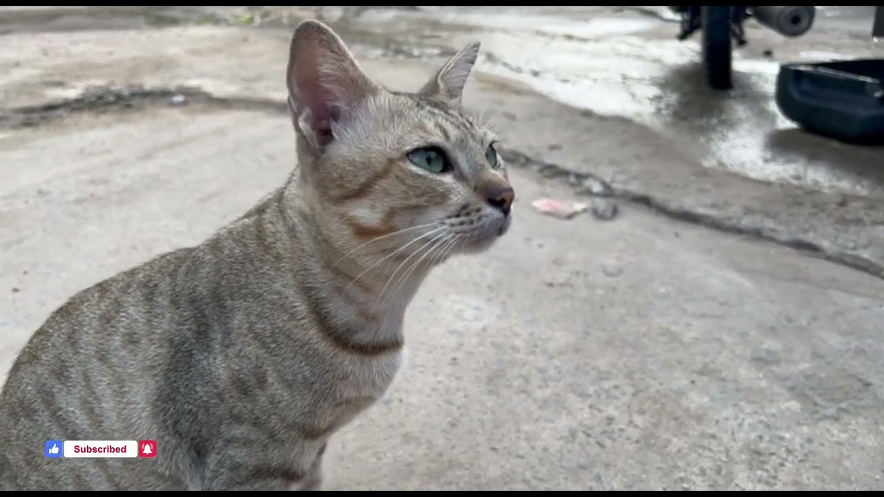 My big cat is so cute Enjoy with cute cats.
