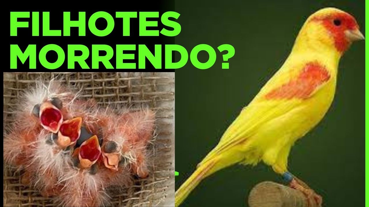 #063 Filhotes morrendo depois do 3 dia? Entenda o por que sua canaria não está tratando dos filhotes