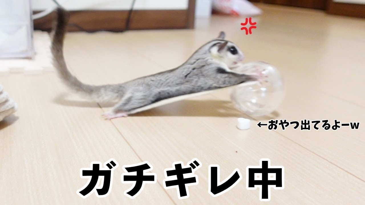 フクロモモンガにフォージングトイを見せたらガチギレされましたww【おもちゃ】【威嚇】