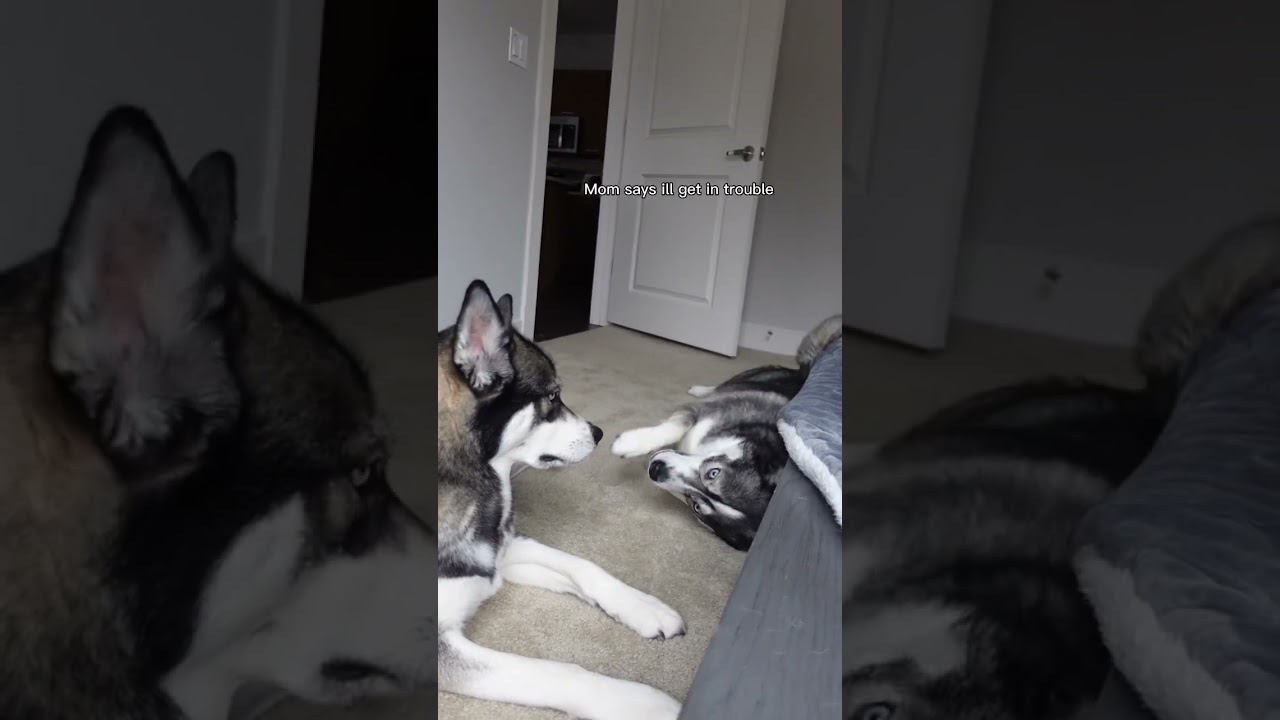 My husky is sassy and yells at his brother (so vocal!) #shorts #husky #dogs #huskies