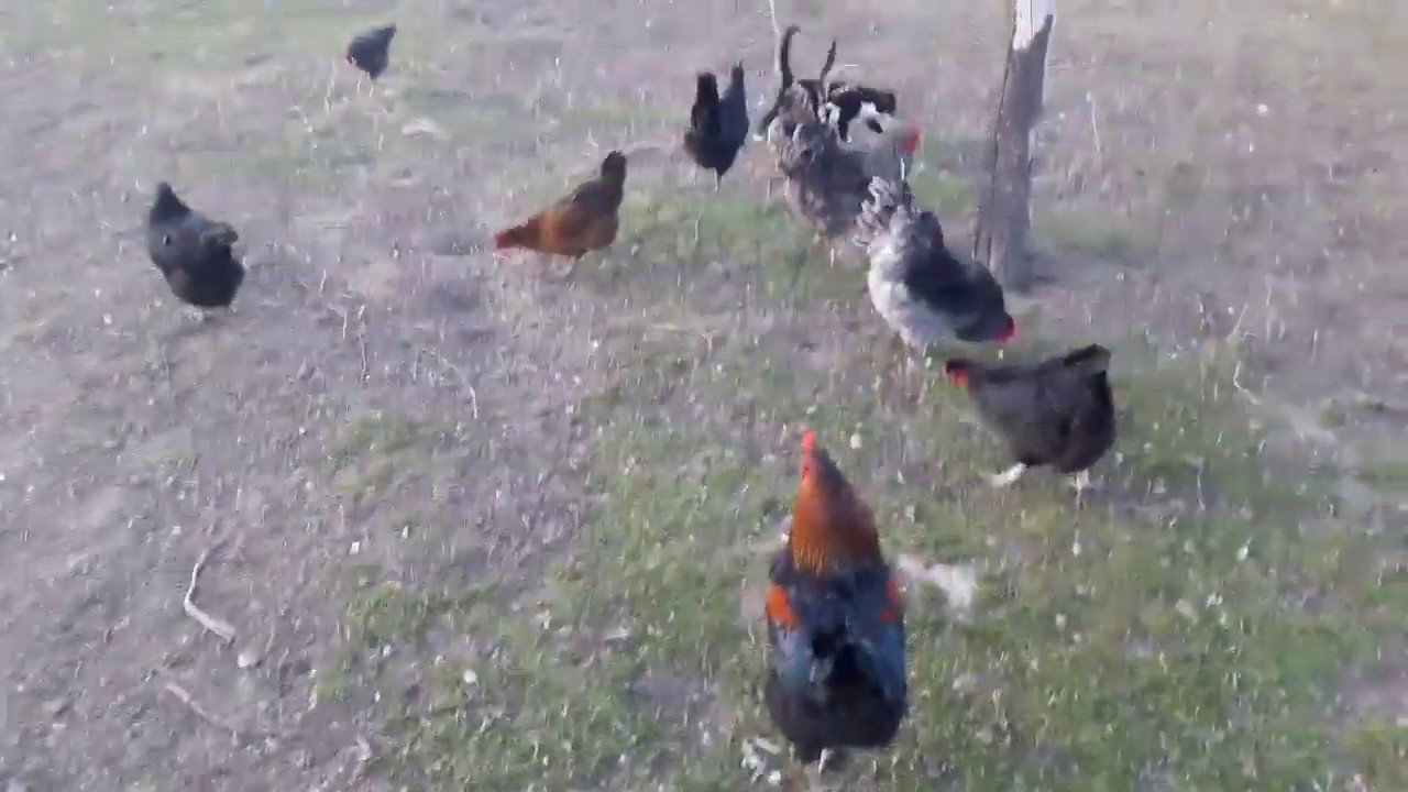Tavuklar Neden Tüy Yer, Birbirlerinin tüylerini yemesini nasıl önleriz Buyurun Cevabına