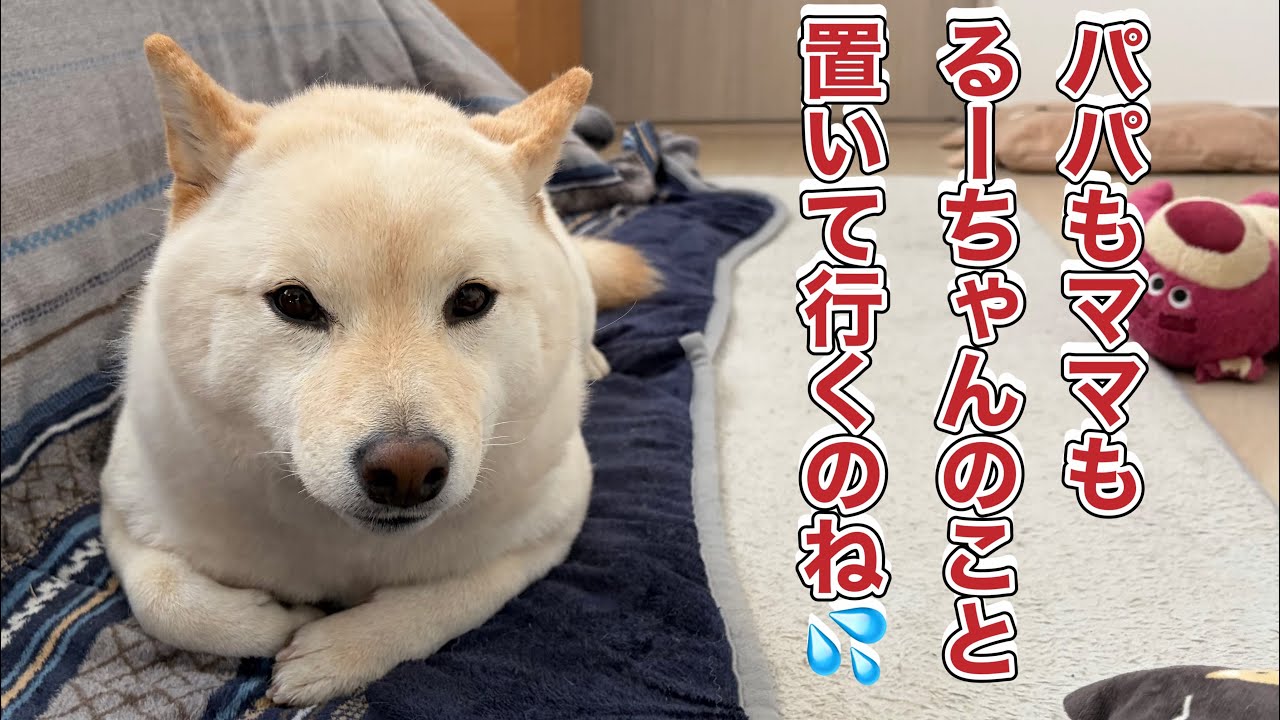 【3匹の柴犬】気まぐれるーちゃん炸裂❌【ガウガウ星人】まーちゃん出没💣その時りーたんは❓休日の朝の出来事