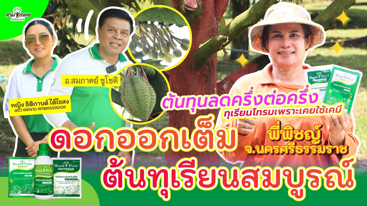 สามเกลอเวิลด์แพลนท์ ทุเรียนพี่พิชญ์ ติดใจสามเกลอทั้งสูตรเก่ามาจนใหม่ สมบูรณ์ ต้นทุนลดครึ่งต่อครึ่ง!!