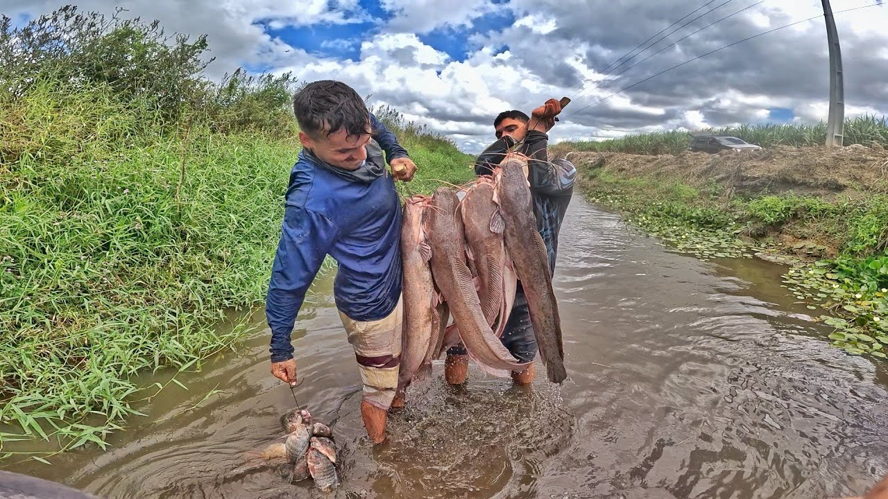 Invasão de bagres africano no rio a batalha da sobrevivência das espécies nativas! Pesca de peneirão