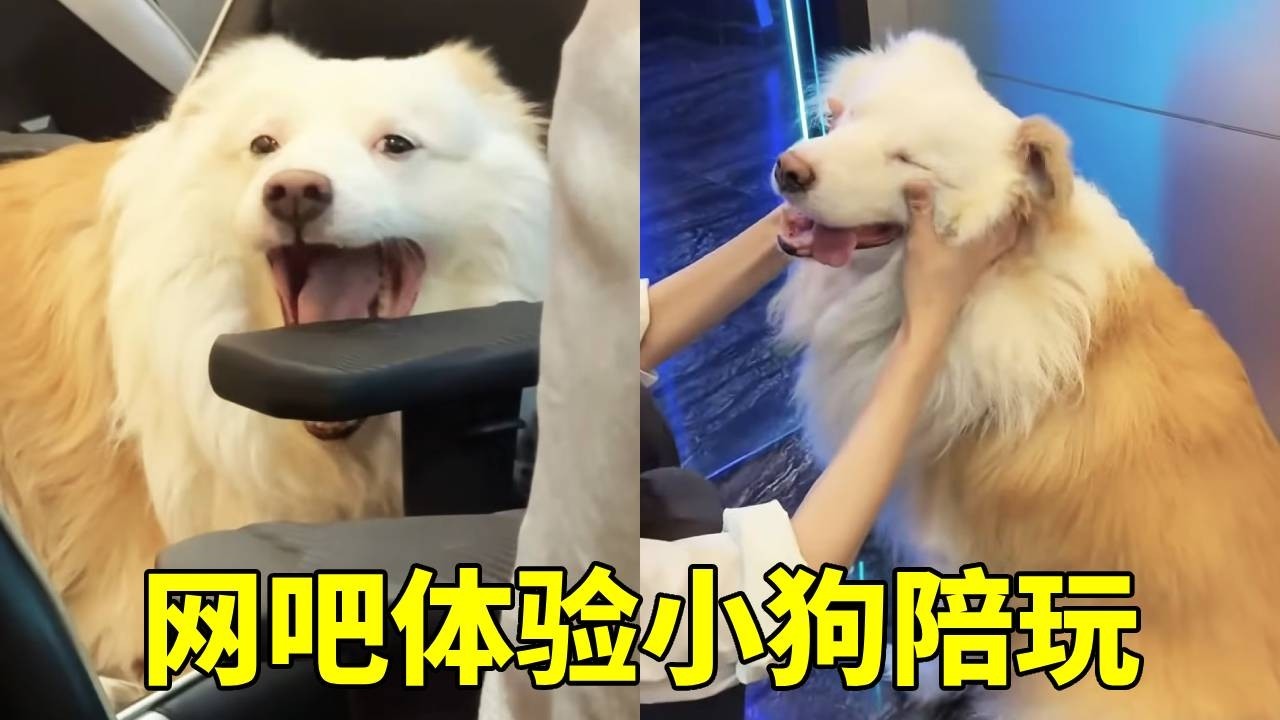 沉浸式来网吧体验小狗陪玩！怎么还消极怠工呢？想吃小狗零食吗【疯铲姐妹】