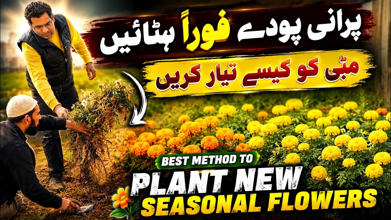 When & Why to Remove Seasonal Flower Plants | How to Prepare Soil for New Plants