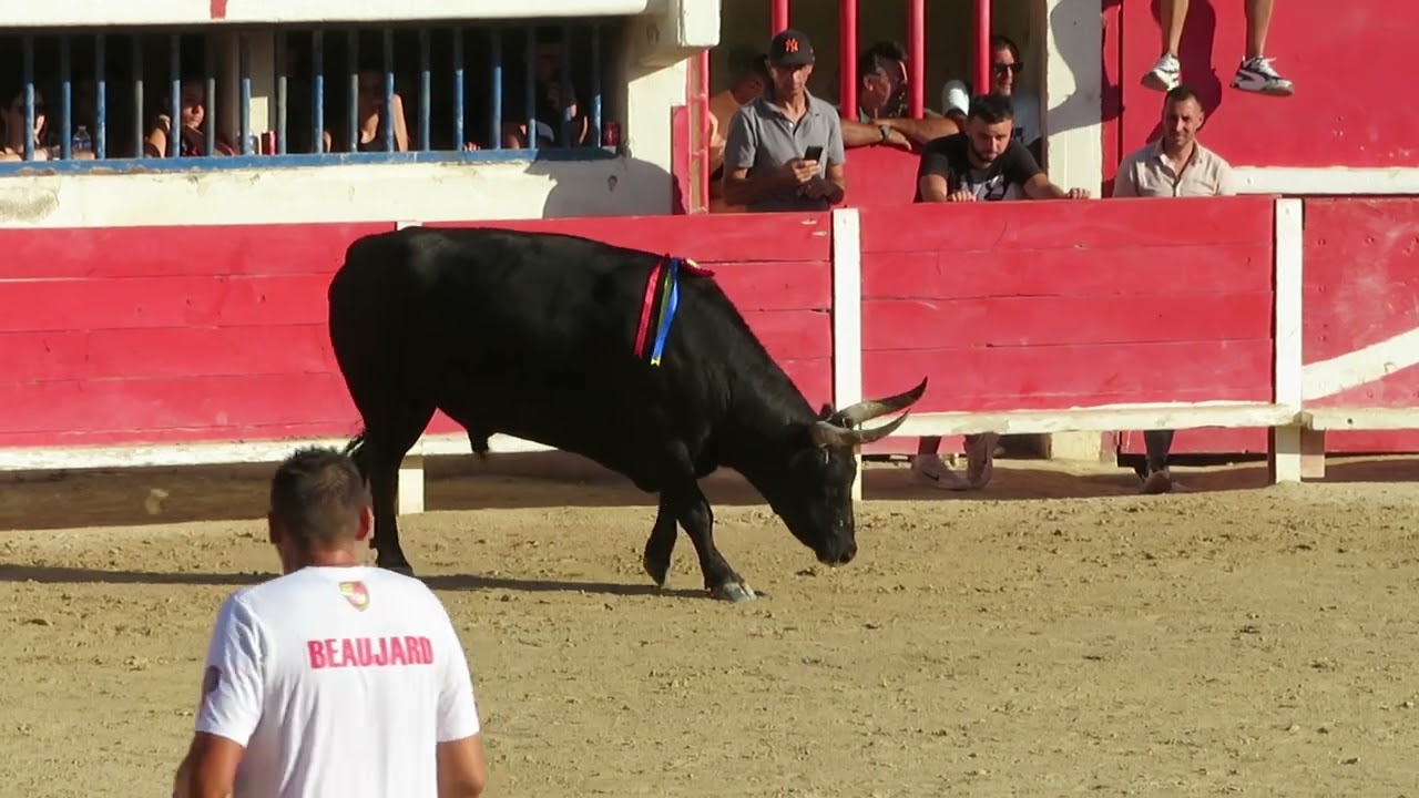 Le Grau-du-Roi 2023 - Trophée des As - Le taureau Cobalt de la manade Saumade