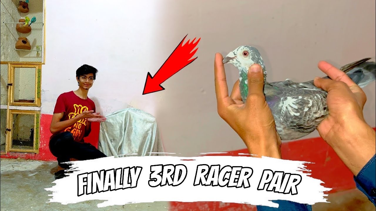 Intezar ki ghirya khatam ❤️ || Ye madi ka kiya Karen 🤔 || Pets Zone 