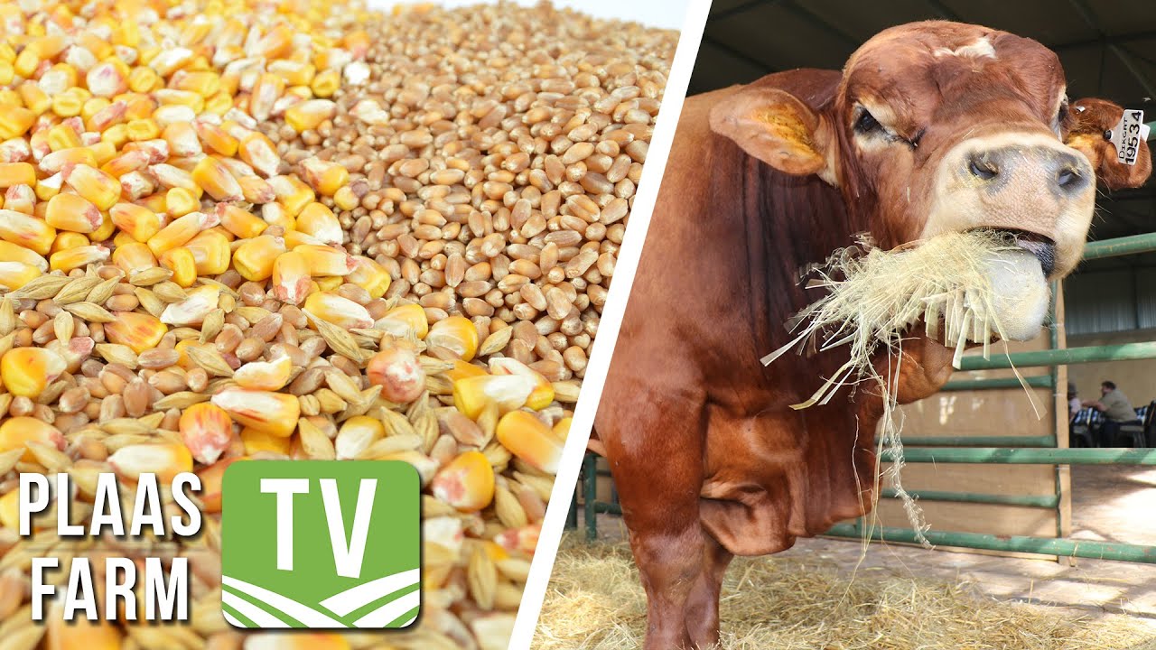 Simbra SA information days / Farm TV 31 Maart 2023