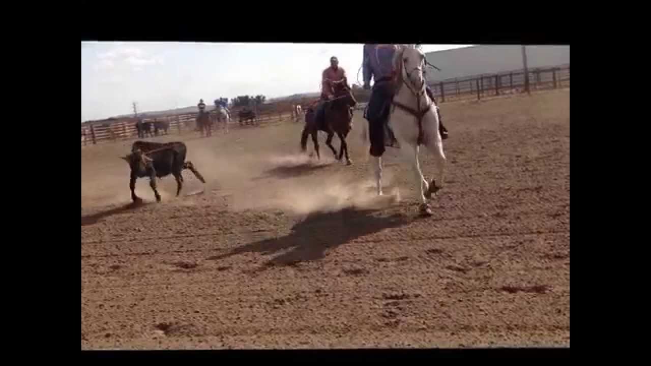 Premier Rope Horse Sale