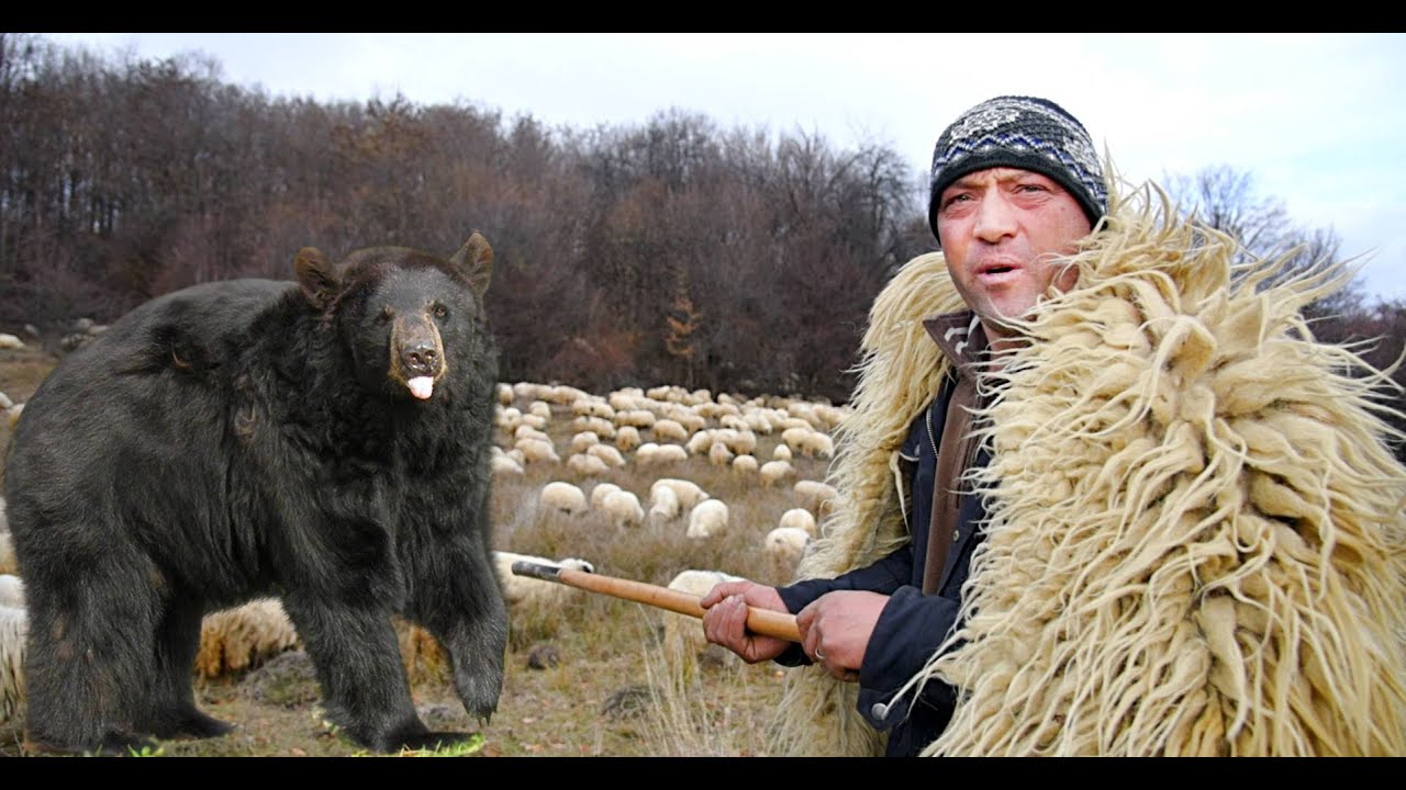 URSUL A DAT DE PAMANT CU DAMIAN - 1000 DE OI TURCANE LA STANA IN OLTENIA !