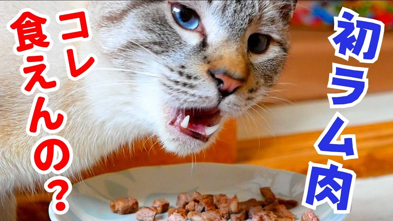 猫が初めてラム肉を食べた結果…