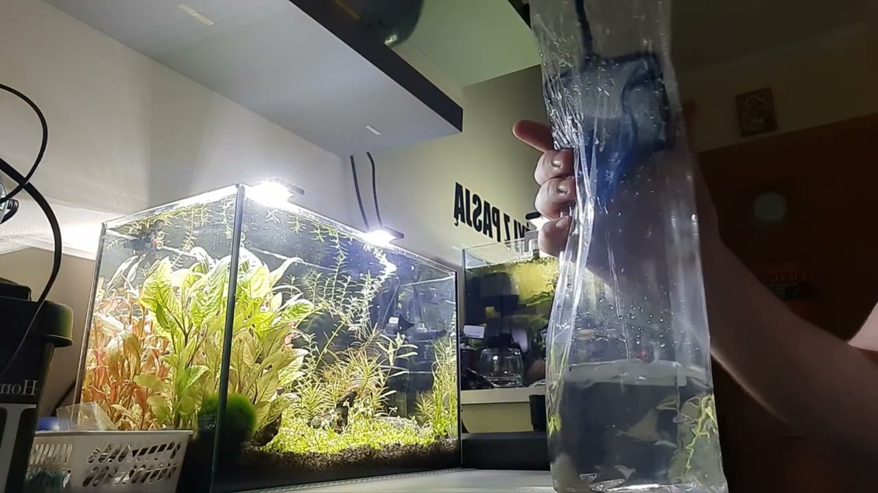 131. Ryby w akwarium 20l, i mała wzmianka o zakupach