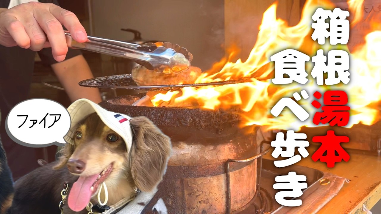 【犬連れ旅行神奈川箱根観光】箱根湯本で美味いもん探し🐶🐶🐾1泊2日わんこ旅3/3 2024.9