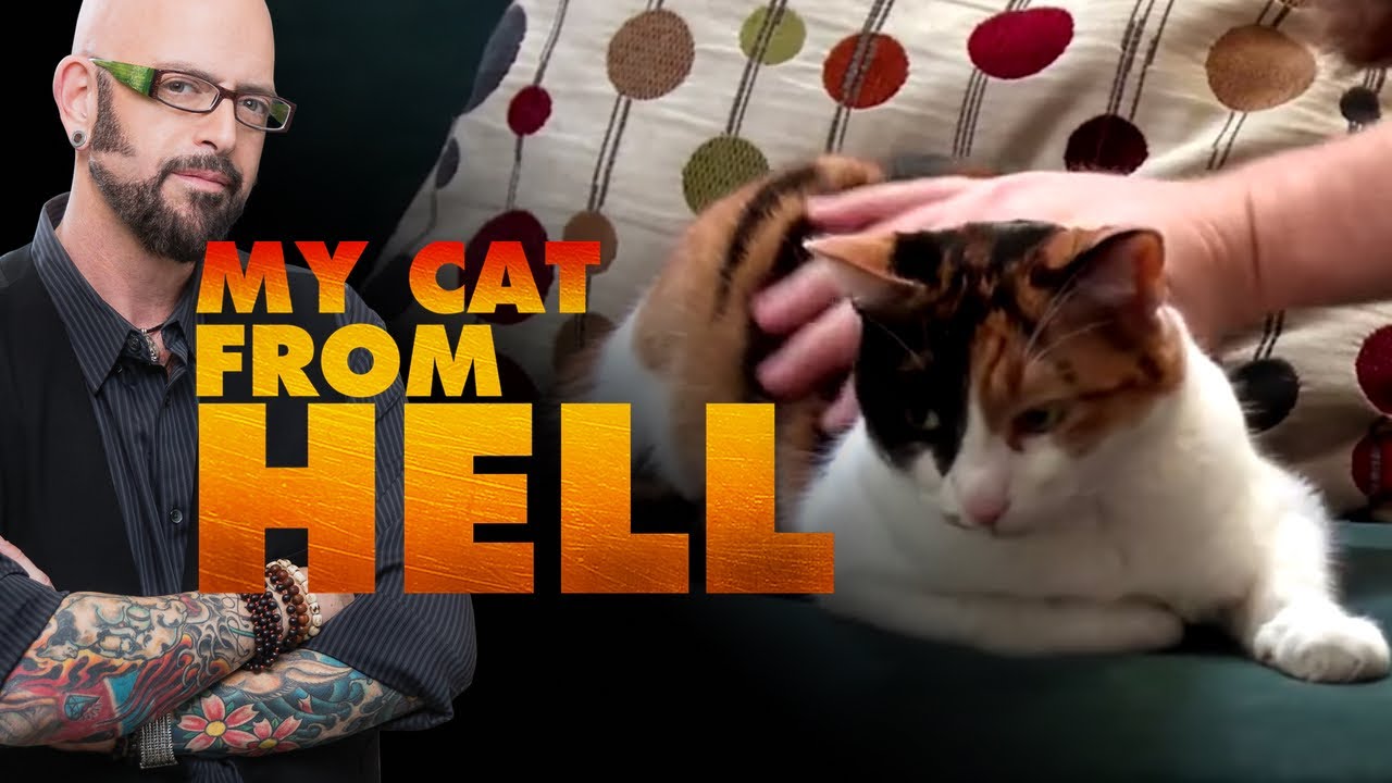 This Deaf Cat Gets Overstimulated And Angry Very Easily