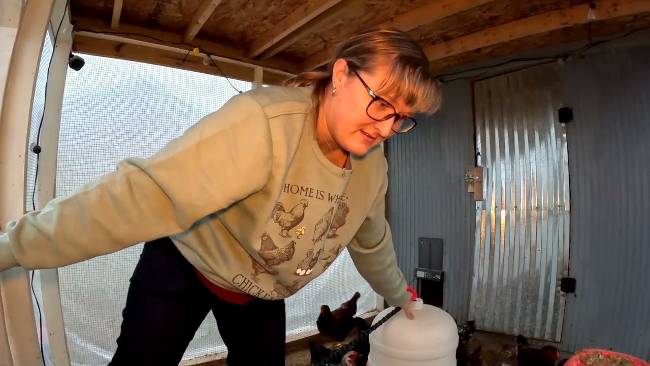 Tuesday Night Chicken Chores