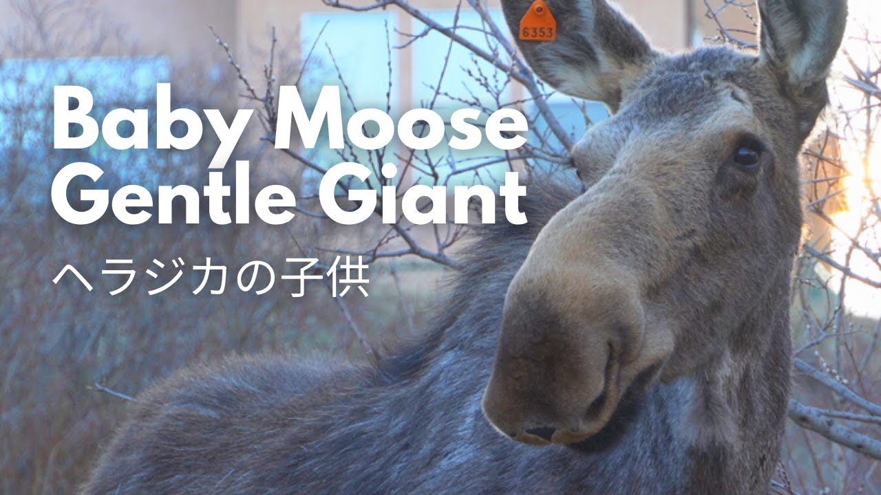 Intimate Moments With Baby Moose Canada Wildlife Vlog ヘラジカの子供と遭遇！【カナダドキュメンタリー 日本語字幕】 SONY a6400 [4K]