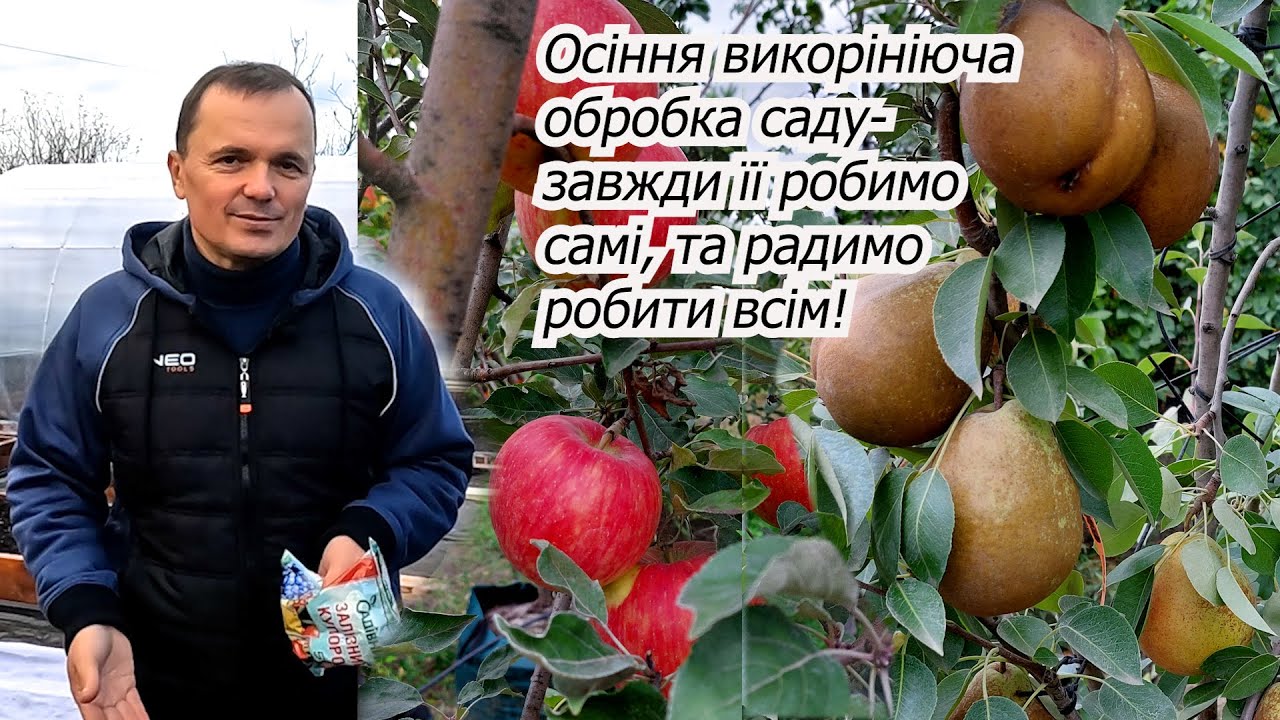 Викорінююча обробка для саду- завжди роблю цю обробку піздно восені!