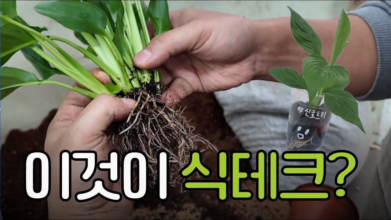 수경재배를 해서 식물을 무한 증식 시켜보아요