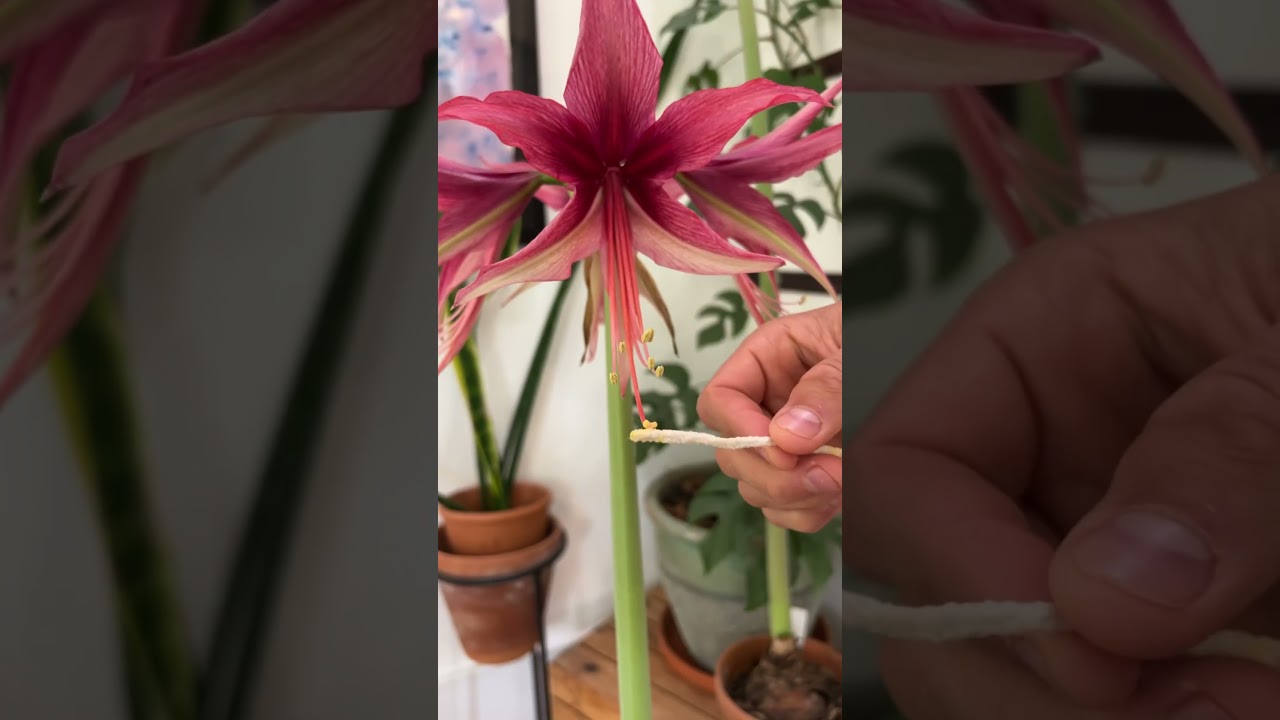 Making hybrid Amaryllisnis easy! #hippeastrum #shorts #amaryllis