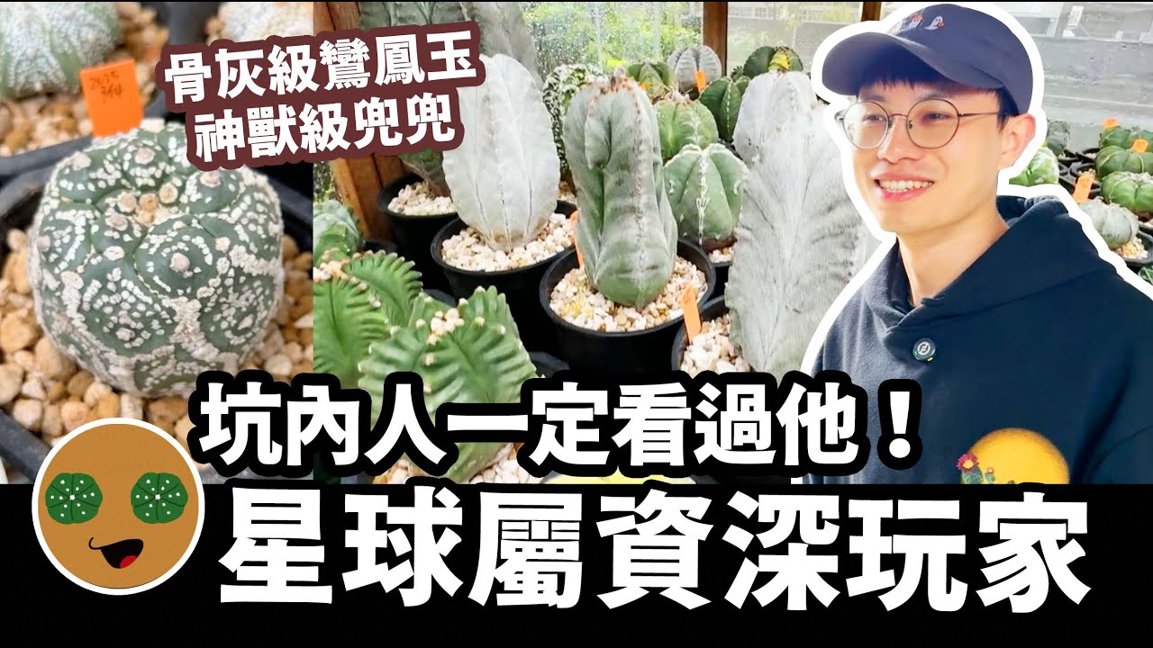 坑內人一定看過他！星球屬資深玩家～巨大版鸞鳳玉和神獸級兜兜！