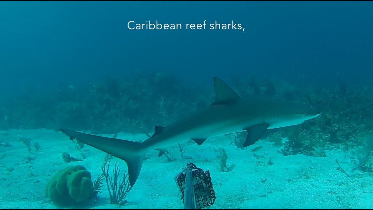 Sharks and rays of Jamaica