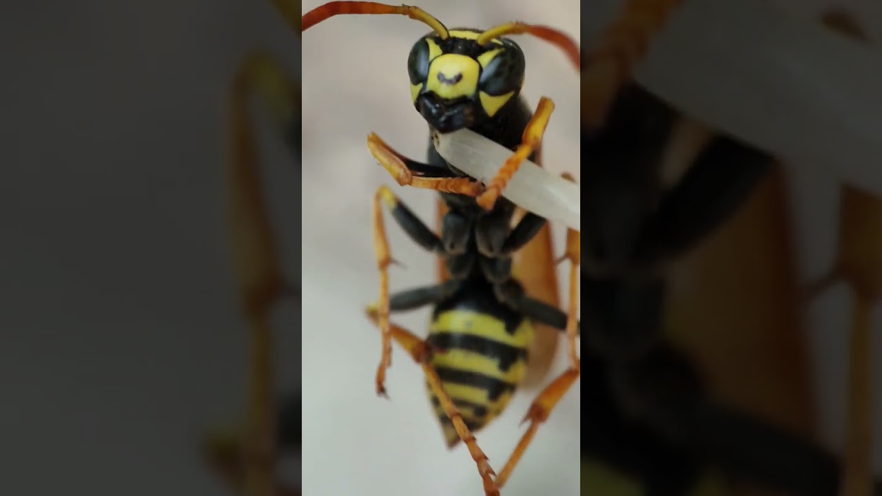 yellow jacket in macro view ❤️#art #animals #cute #yellowjackets #bee