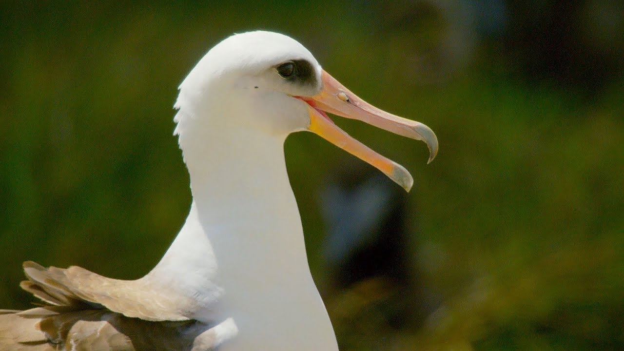 This 67 Year Old Bird Could Be The Oldest In The World | BBC Earth