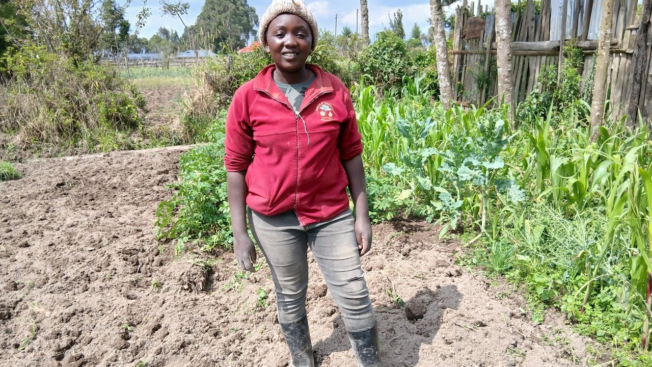 “A Day in the Farm: Harvesting Potatoes Before the Rain 🥔🌦️”