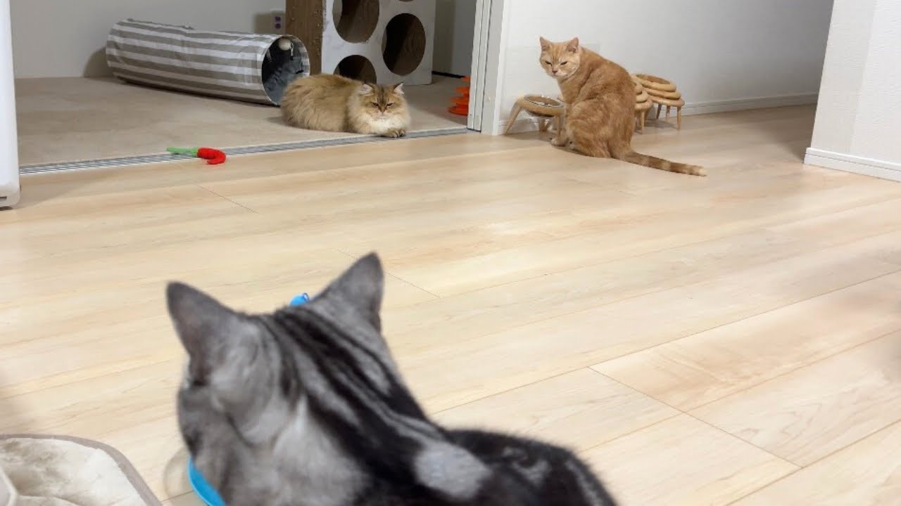 ボス猫を褒めまくってたら、他の猫たちに冷めた目で見られました...笑