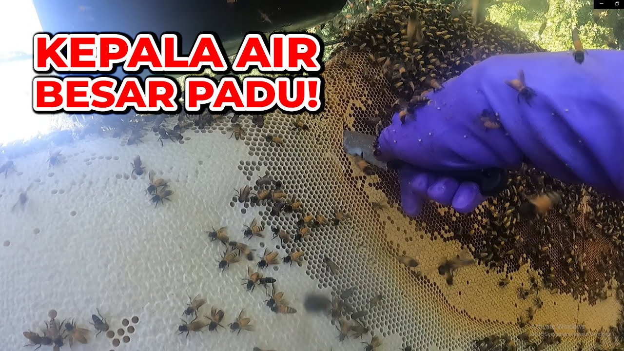 Jungle Mission: Wild Bees & Over 100KG Pure Honey! | Lebah Serang Awal! Tanda Madu Padu #eps  294