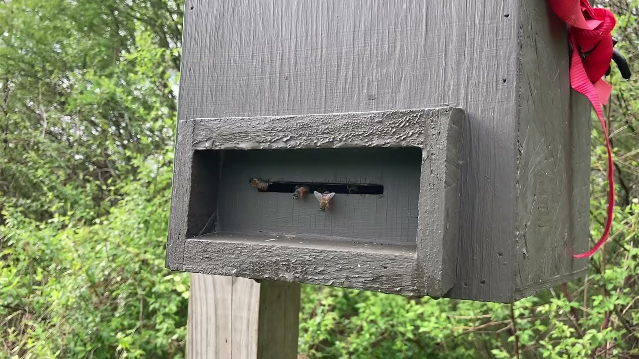 Moving a Swarm to it's Permanent Location | Swarm Traps | Beekeeping for Beginners