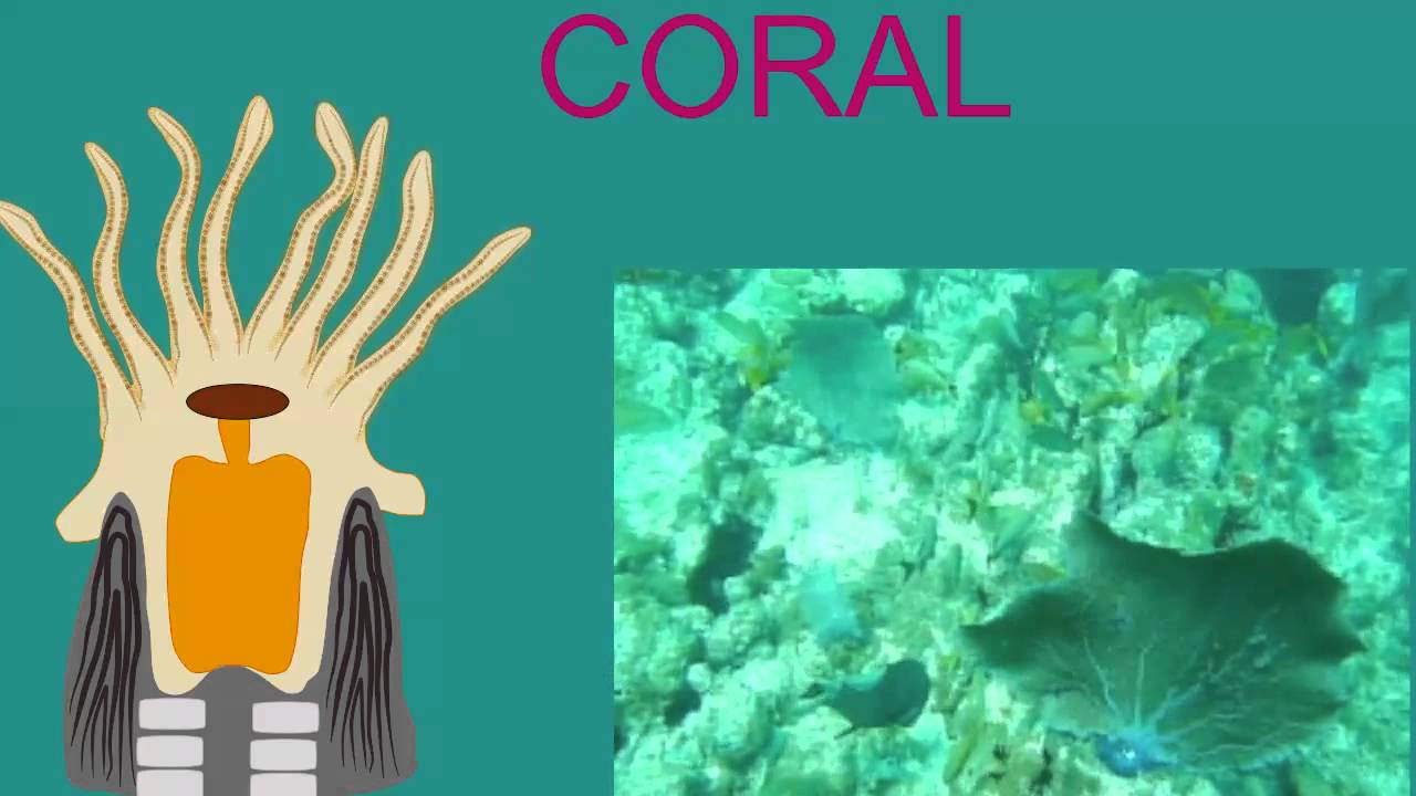 CORAL BIOLOGY AND ZOOXANTHELLAE