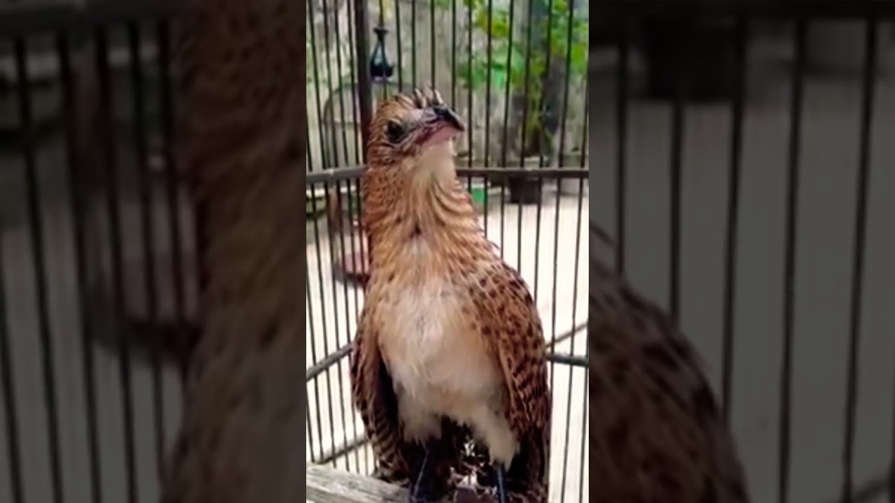 Burung predator/bubut alang2
