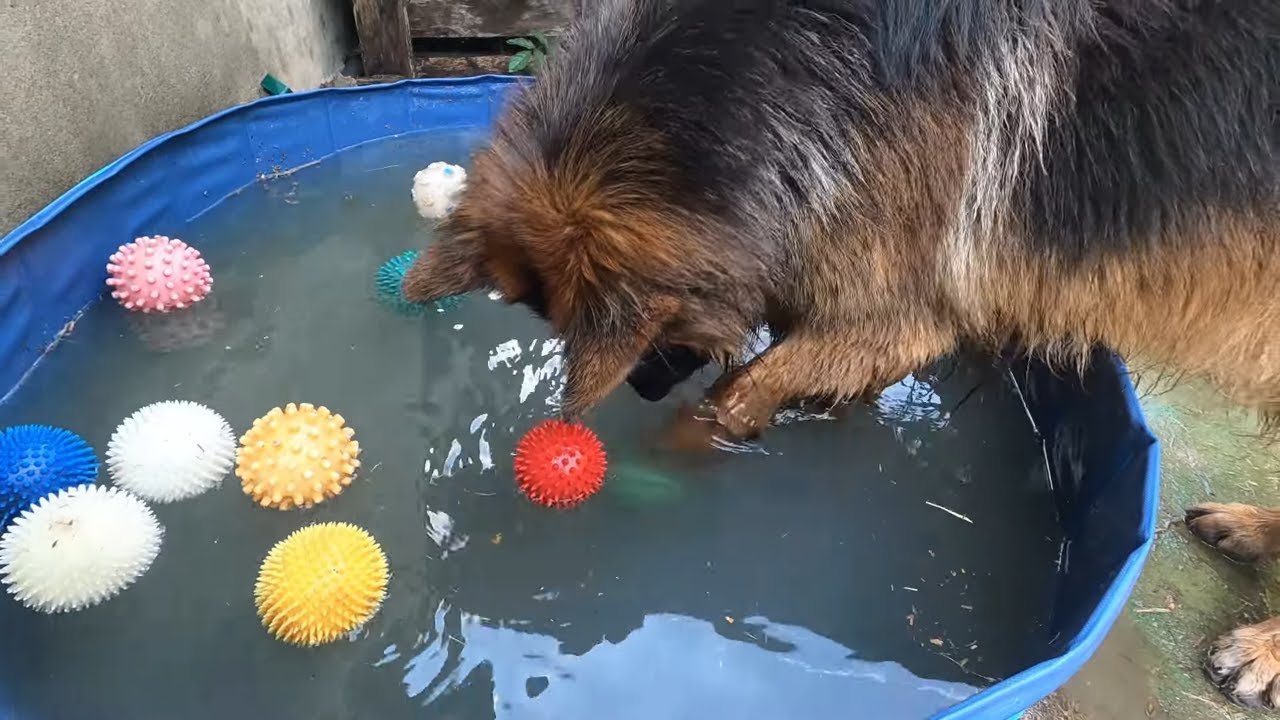 Major's new pool/Nowy basen Majora