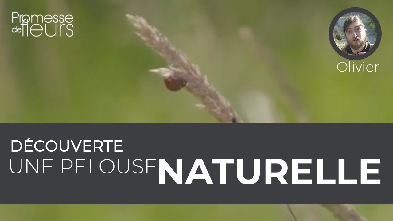 Découverte : une pelouse naturelle