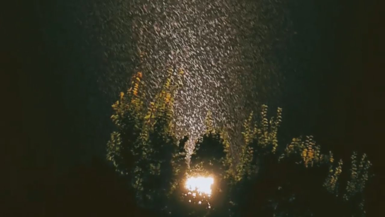 Rain Sounds at Night 🌧️ | Street Light & Tree | 1 Hour Sleep