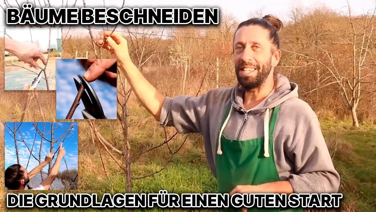 Bäume richtig schneiden: Die wichtigsten Grundlagen für Einsteiger