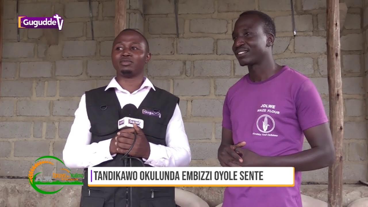 Tandikawo okulunda embizzi oyole sente