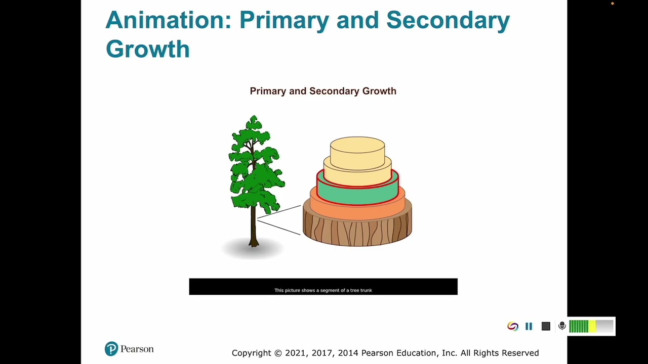 35.3-35.4 Primary and Secondary Growth of Roots