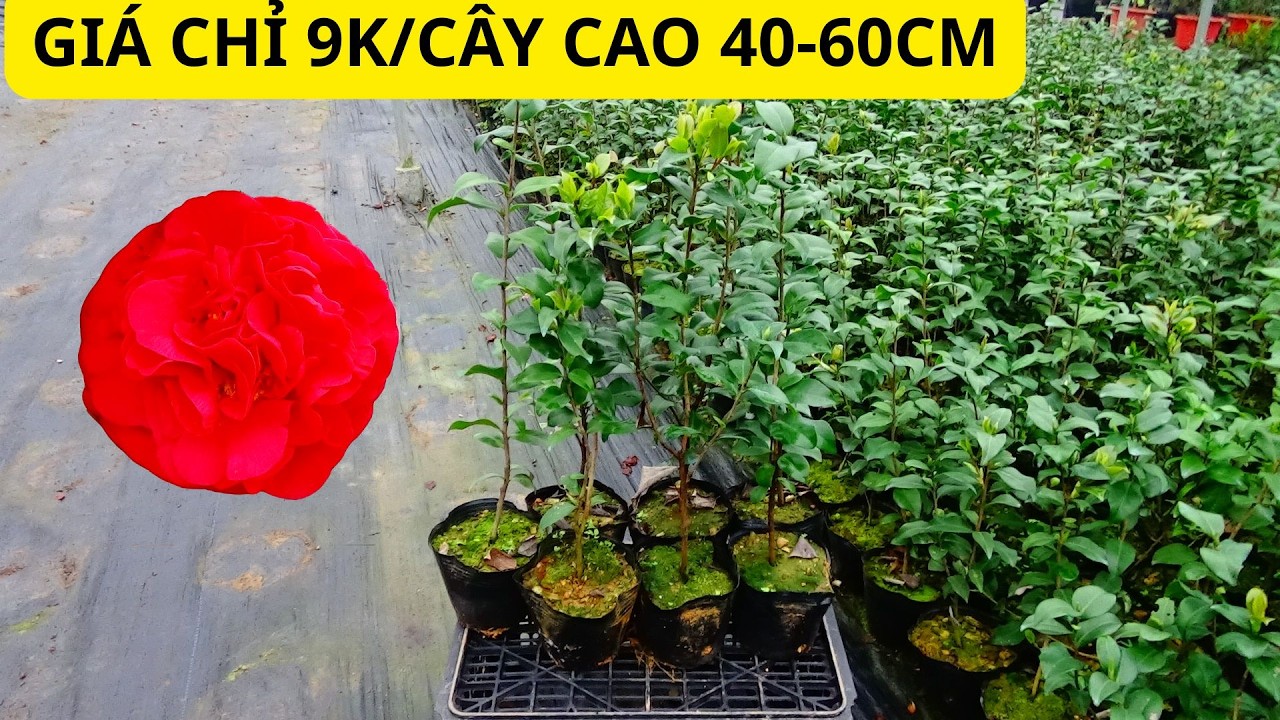 GIỐNG HOA TRÀ MY NHIỀU ƯU ĐIỂM NHẤT DỄ TRỒNG VÀ DỄ CHĂM || CÁCH CHĂM SÓC HOA TRÀ MY || 0968593245