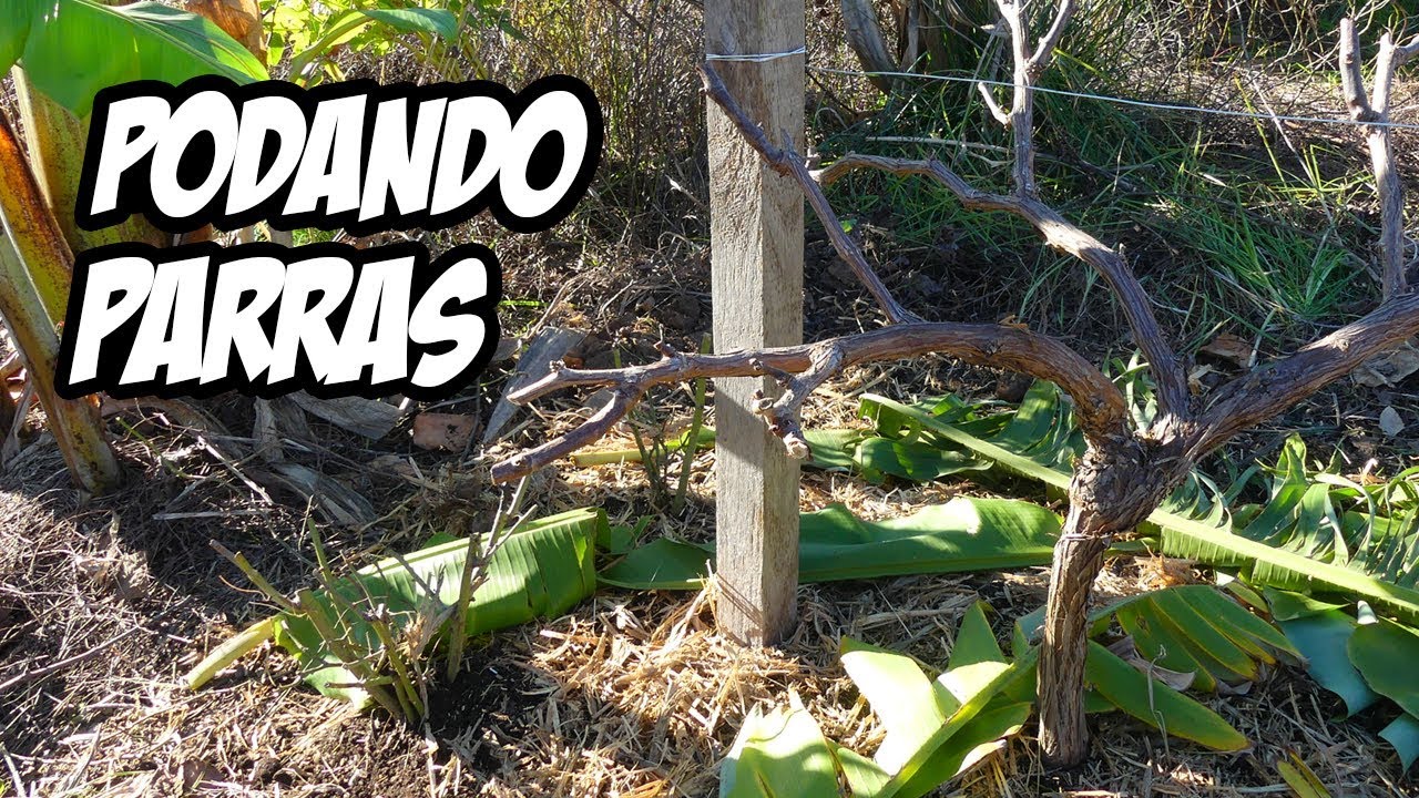 COMO PODAR UNA PARRA O VID 🍇 (Muy Fácil) | La Huerta de Ivan